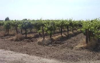 Another section of our vineyard