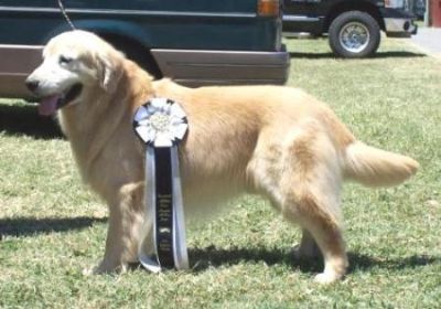 Pete, Best In Show Veteran