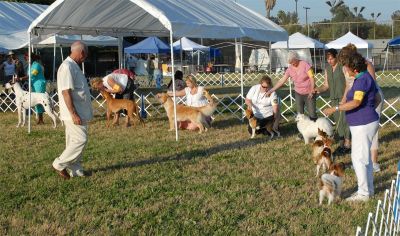 BEST IN SHOW RING