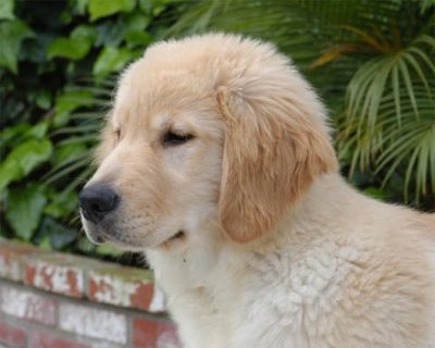 Obie One Poolside in SoCal