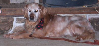 Amber, 14 yrs, Rescue dog