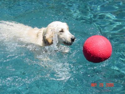 Fetch the ball, Riley!