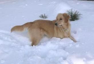 Ginger in the snow...