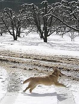 Ginger, Making her own tracks