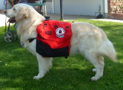 4/3/08 Brew is training to be a Service Dog