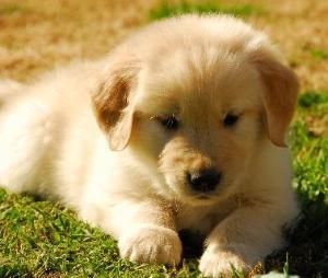 A Pete puppy, 5 weeks old