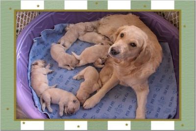 Rae and pups 1 week old