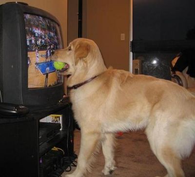 Air Bud