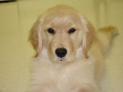 A Lacey puppy