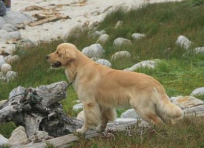 Tonka and the Sea