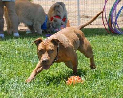 Bear at reunion 2007