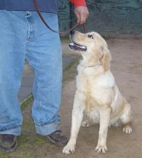 Jetta, 7 3/4  months old
