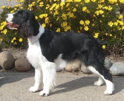 English Springer Spaniel "Sarah". Winamere's Cornerstone Of Promise's