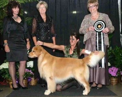 Tonka at the goldfen Retriever National TOP 20 GALA.