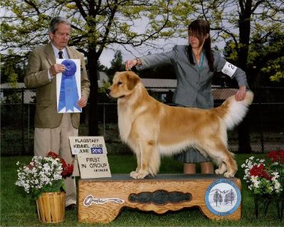 Tonka (BISS Am GCH/U-CH Eldorado's Promise D'Best H3X, SDHF)