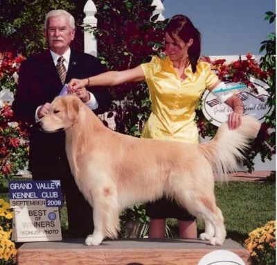 Jake, U-CH/ Intl/Natl J-A CH Promise's Golden Lucky Charm (AKC ptd)
