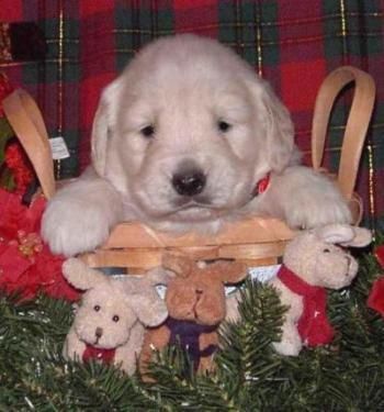Skittles puppy 2004