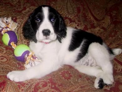 Colby, a Junior/Maggie puppy