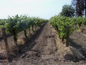 Our Vineyard